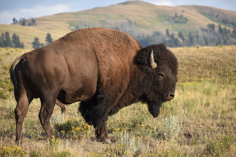 Demonstrate Your Support for Listing American Bison as a Species of ...