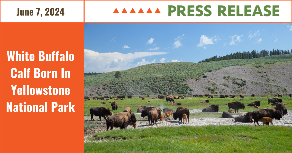 Press Release White Buffalo Calf Born In Yellowstone National Park